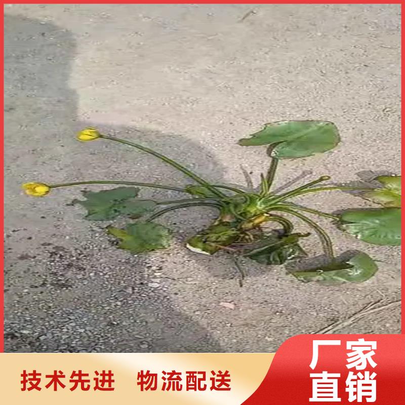 大茨藻大规模厂家