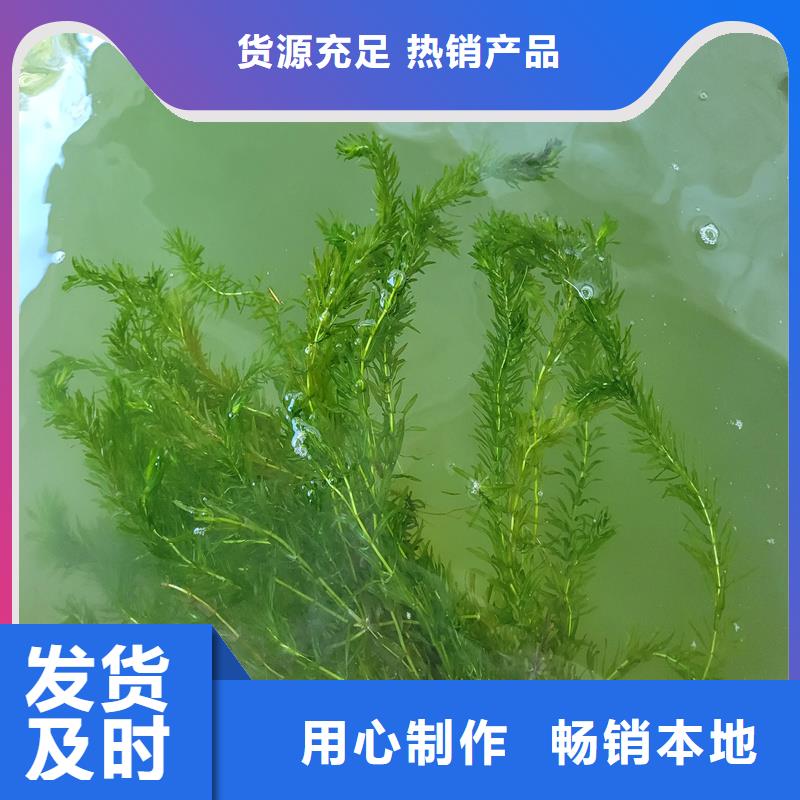 金鱼藻厂家定制
