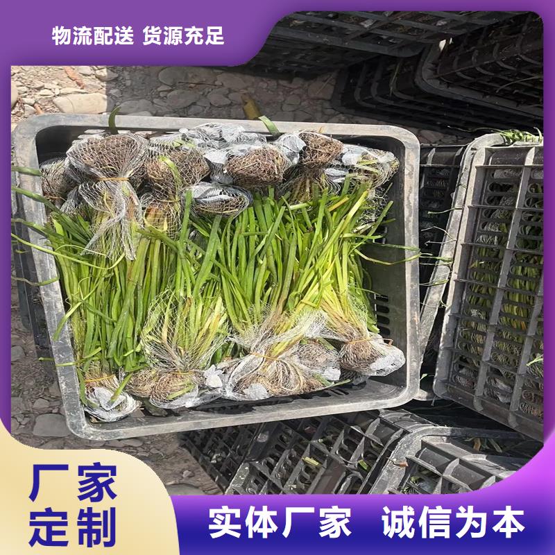 大茨藻大规模厂家