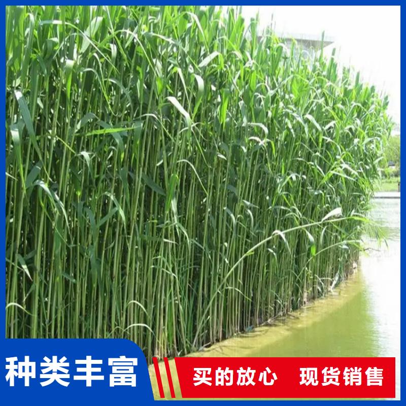湿地绿化芦苇苗-高标准高质量