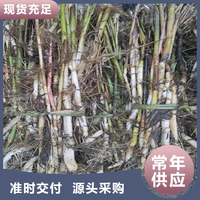 芦苇苗护坡固土芦苇苗让利客户