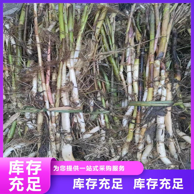 芦苇苗芦苇苗批发实体厂家