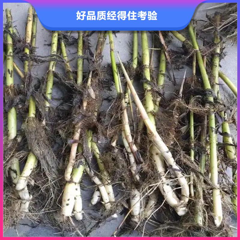 芦苇苗种植经验充足