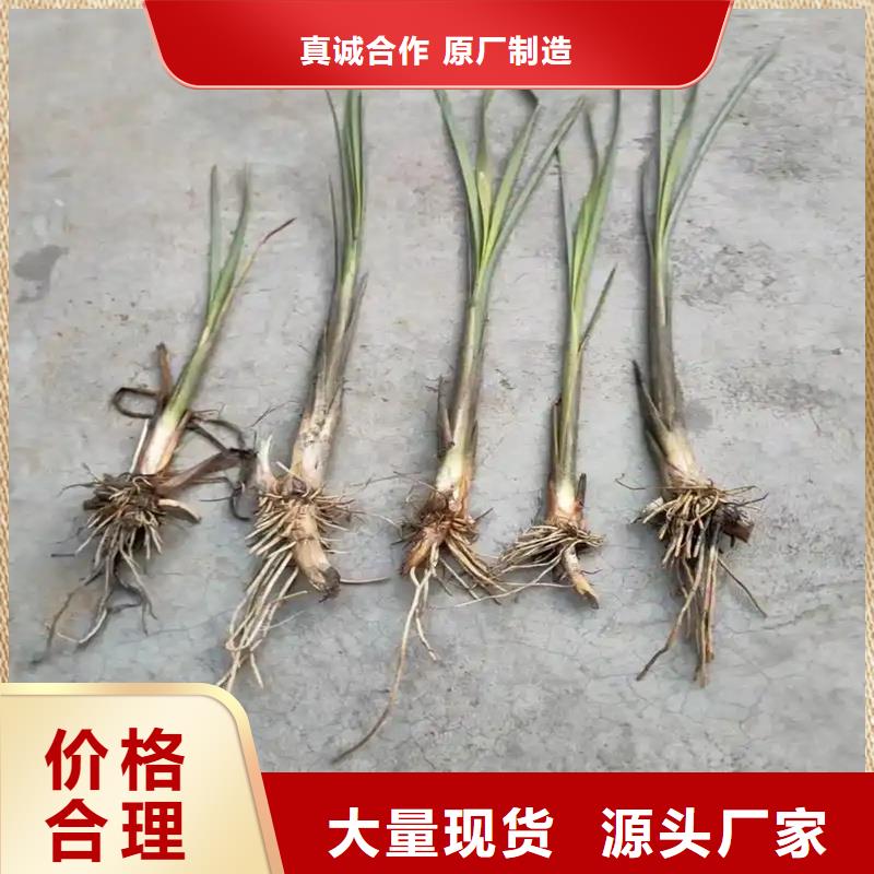 芦苇苗-芦苇库存充足