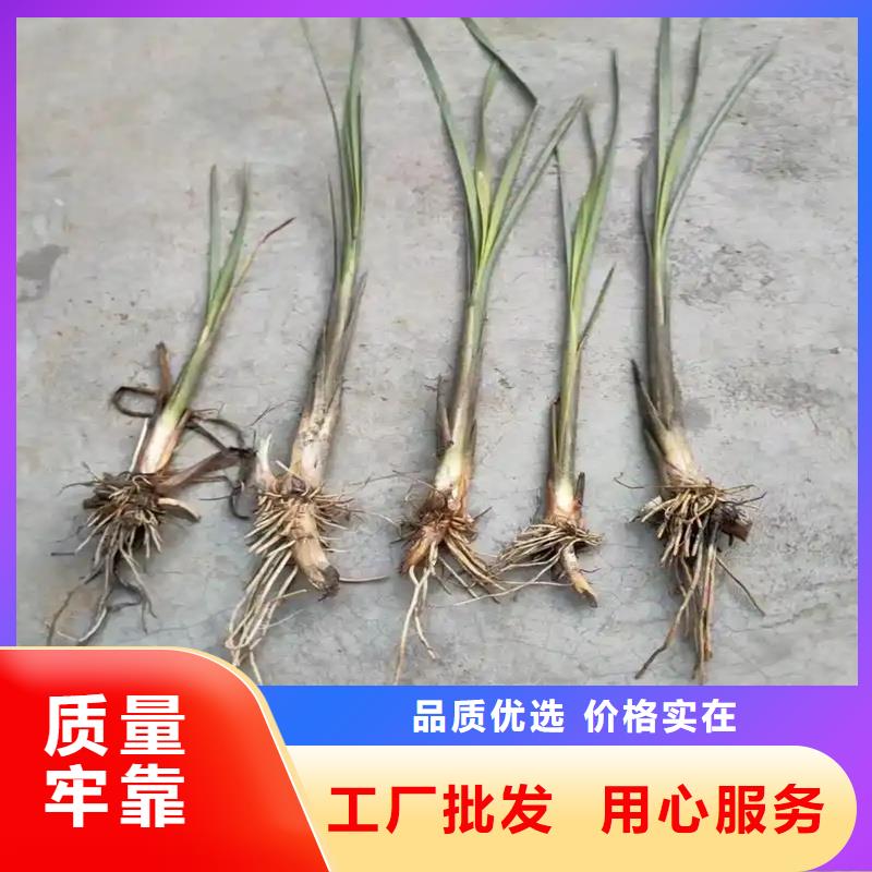 芦苇苗造纸原料芦苇苗多种规格库存充足