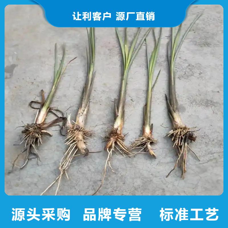 芦苇苗,湿地绿化芦苇苗货源充足