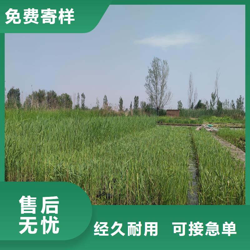 芦苇苗芦苇苗批发实体厂家