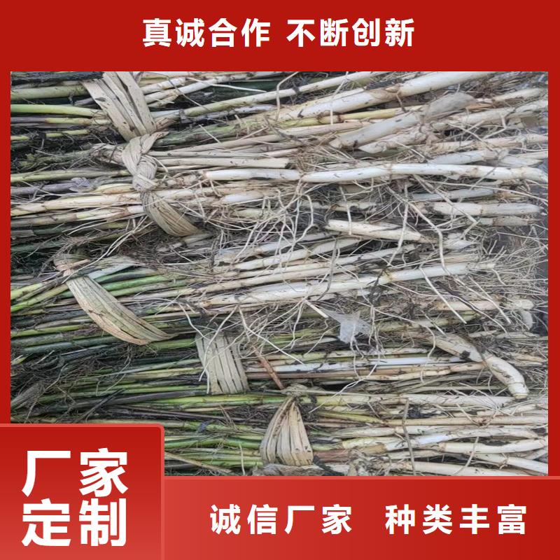 芦苇苗编织材料芦苇苗质保一年