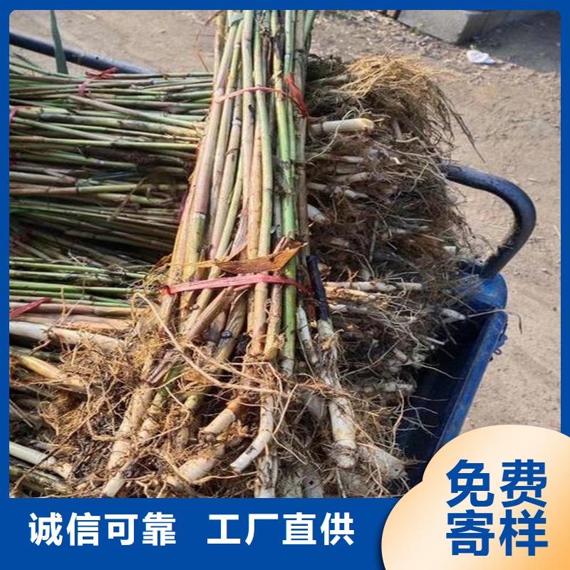 芦苇苗芦苇苗批发产品性能