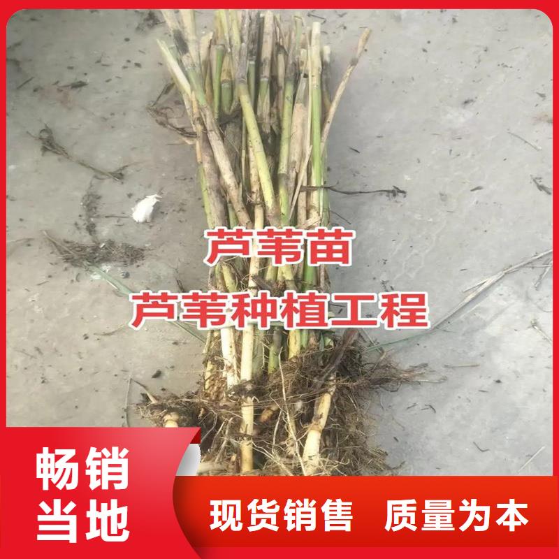 芦苇苗湿地绿化芦苇苗长期供应