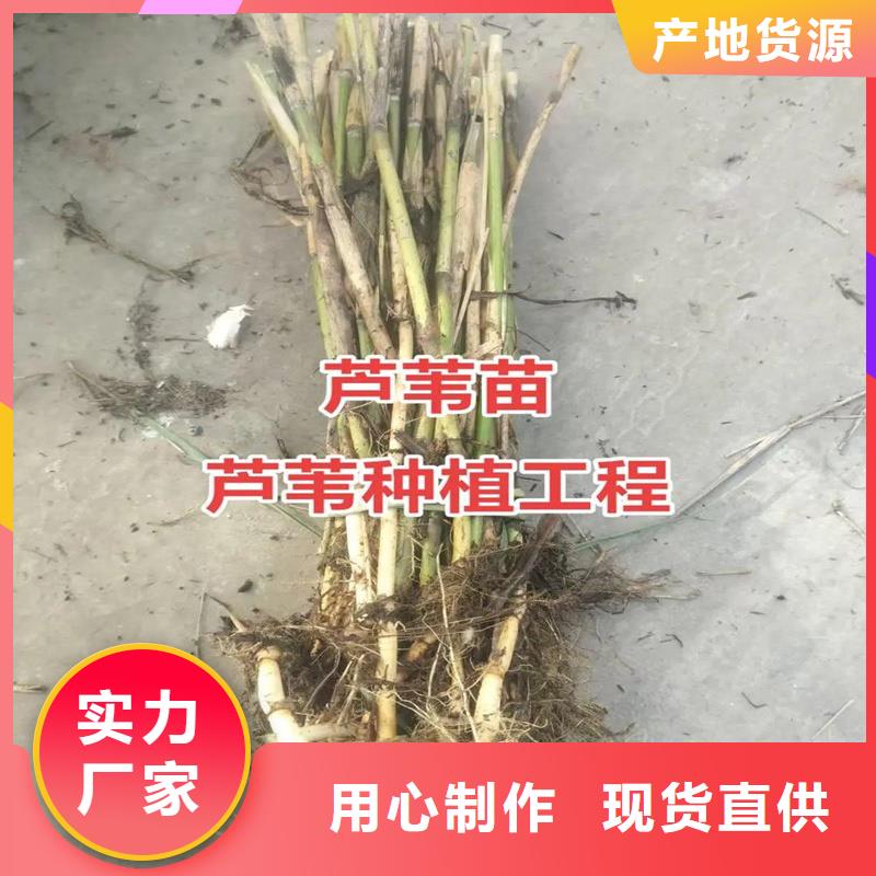 芦苇苗芦苇苗价格严格把关质量放心