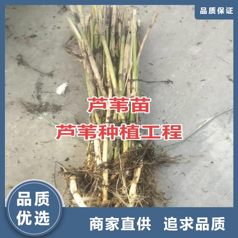 芦苇苗芦苇种子厂诚信经营