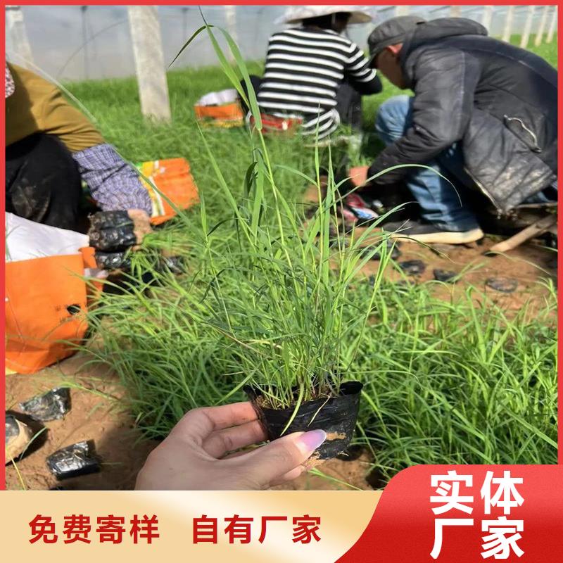芦苇苗芦苇小苗选择大厂家省事省心