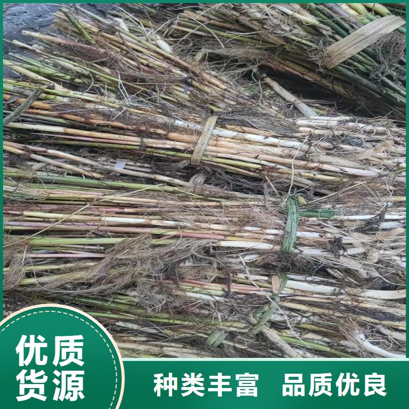 芦苇苗芦苇苗真诚合作