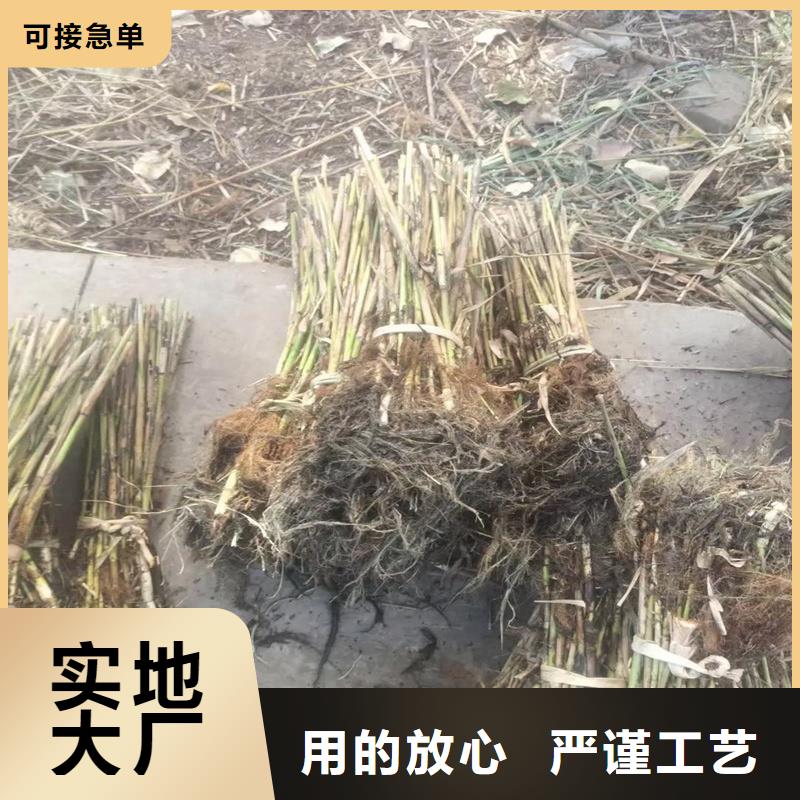 芦苇苗芦苇种苗专业生产团队