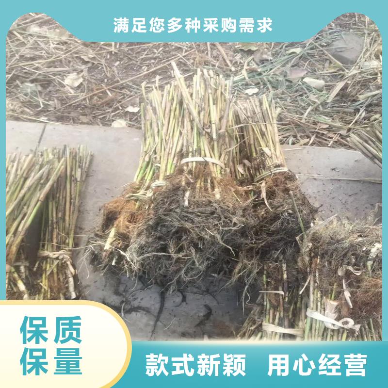 芦苇苗编织材料芦苇苗货到付款
