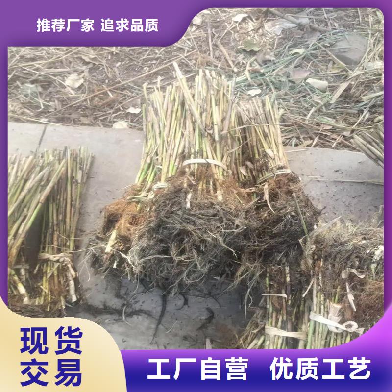 芦苇苗价格厂家直销-欢迎新老客户来电咨询