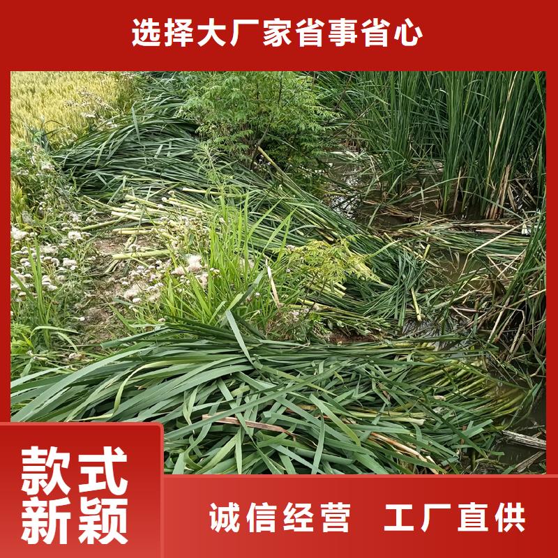 芦苇苗净化水质芦苇苗诚信经营现货现发