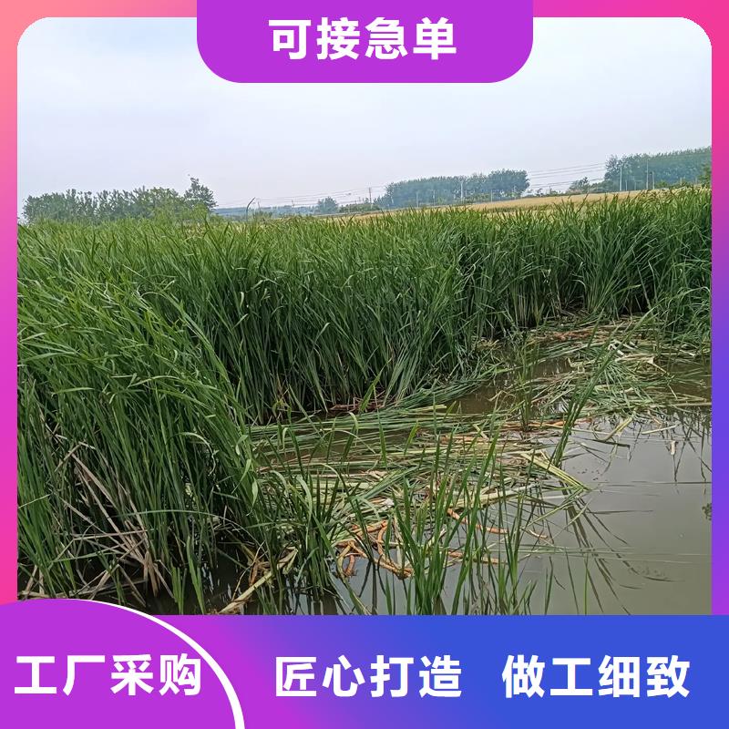 芦苇苗环保材料芦苇苗市场报价