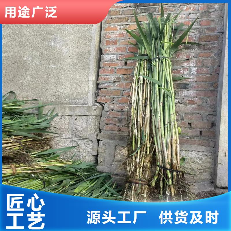 芦苇苗造纸原料芦苇苗免费寄样