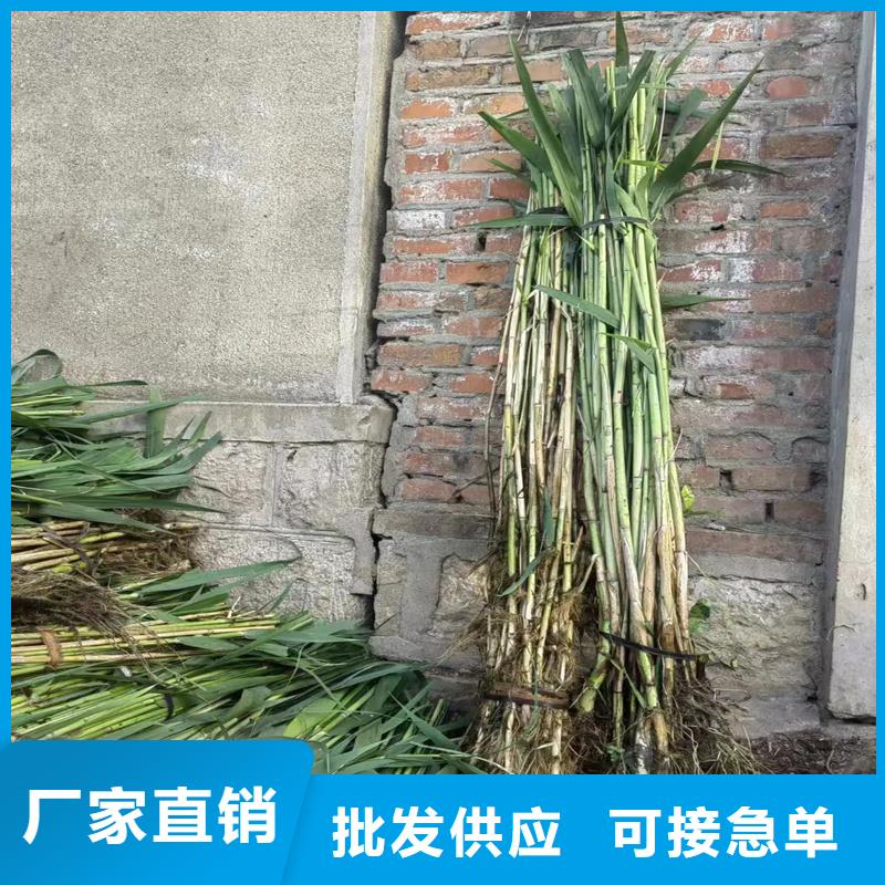 饲料用芦苇苗实体大厂-放心选购