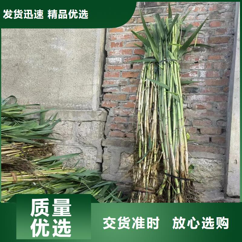 芦苇苗,湿地绿化芦苇苗货源充足