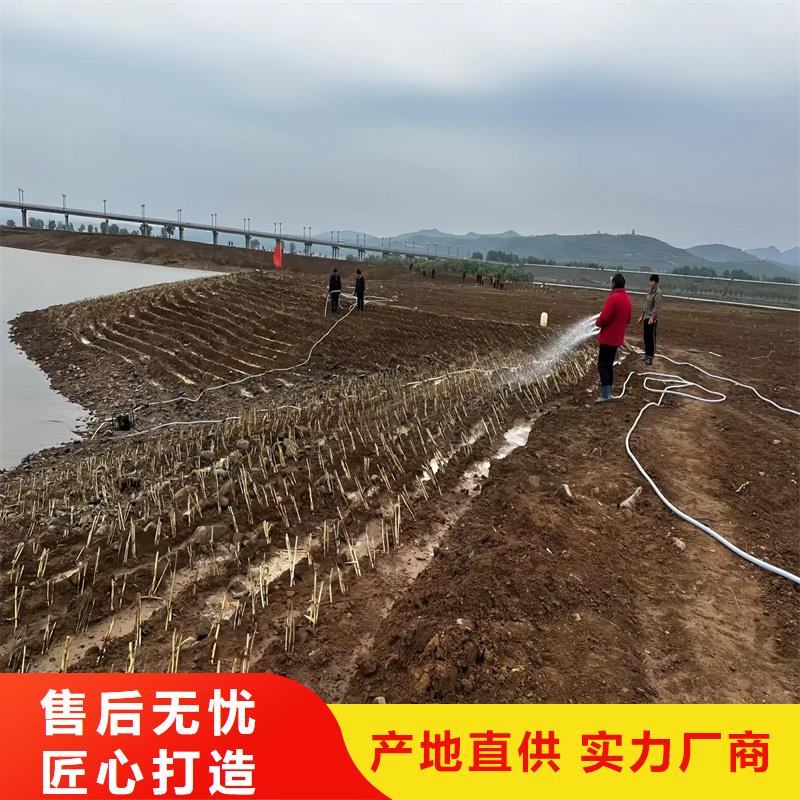 芦苇苗芦苇小苗选择大厂家省事省心