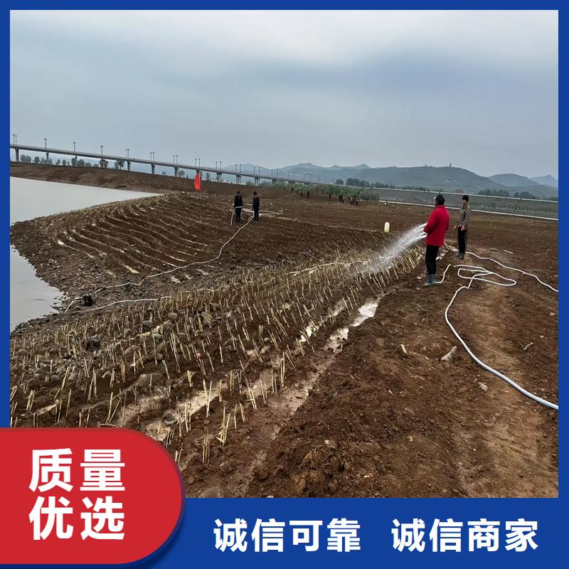 芦苇苗-芦苇库存充足