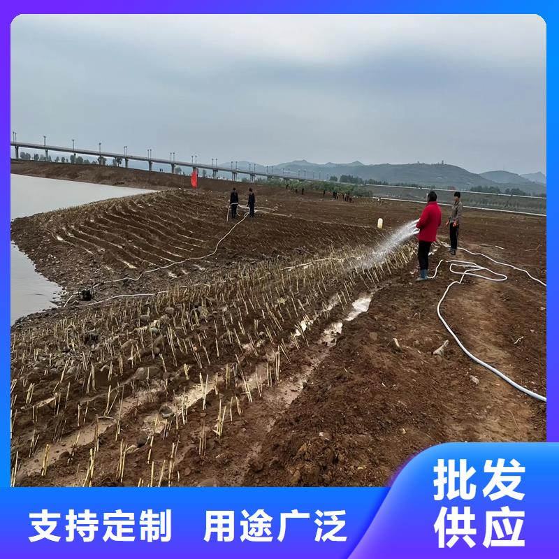 芦苇苗芦苇种子厂诚信经营