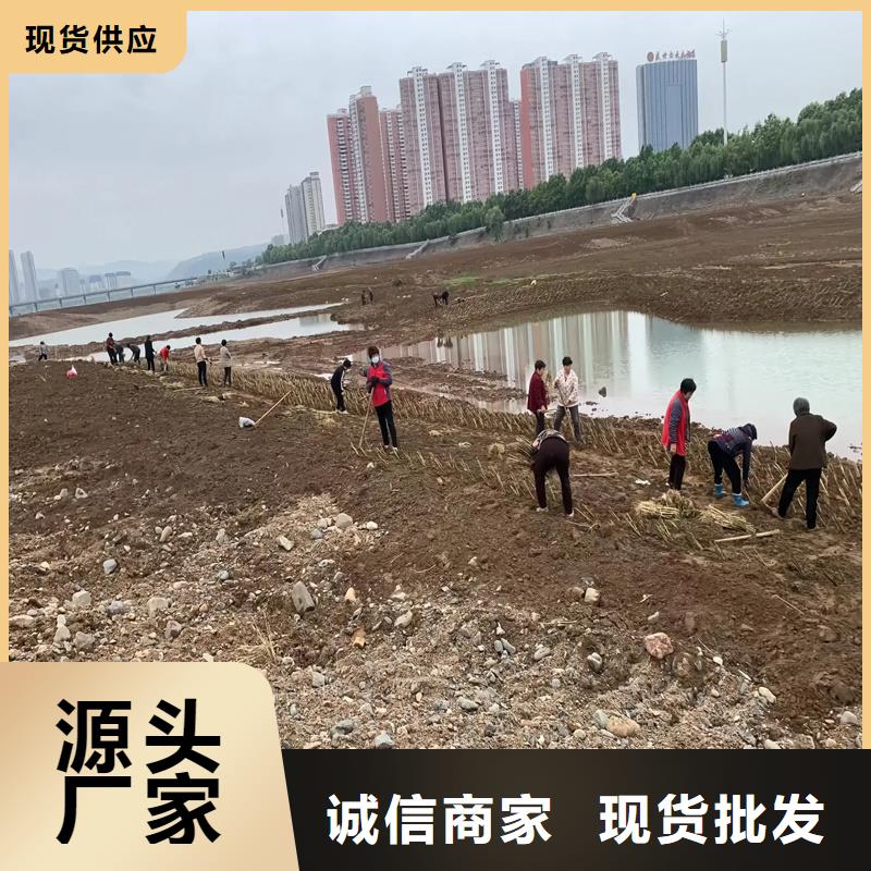 芦苇苗种植经验充足