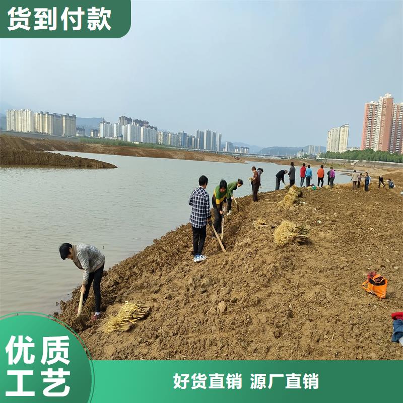 河道治理芦苇苗可在线咨询价格