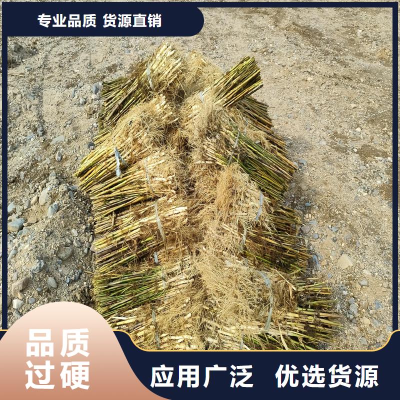 芦苇苗芦苇苗种植海量现货直销