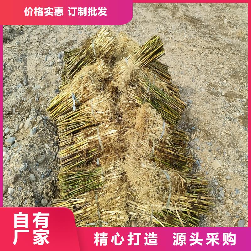 芦苇小苗现货批发价格