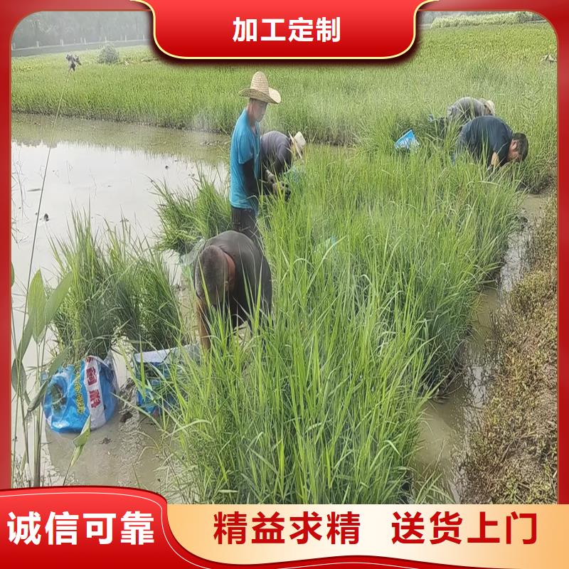 芦苇苗_饲料用芦苇苗N年生产经验