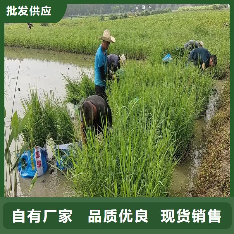 芦苇苗芦苇种子厂诚信经营