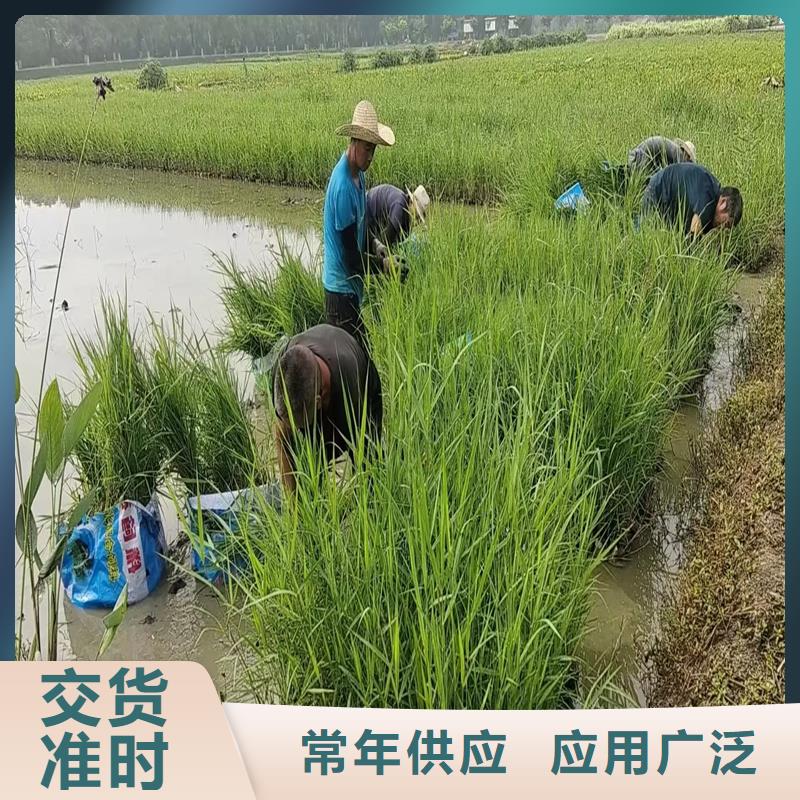 库存充足的芦苇种苗厂家