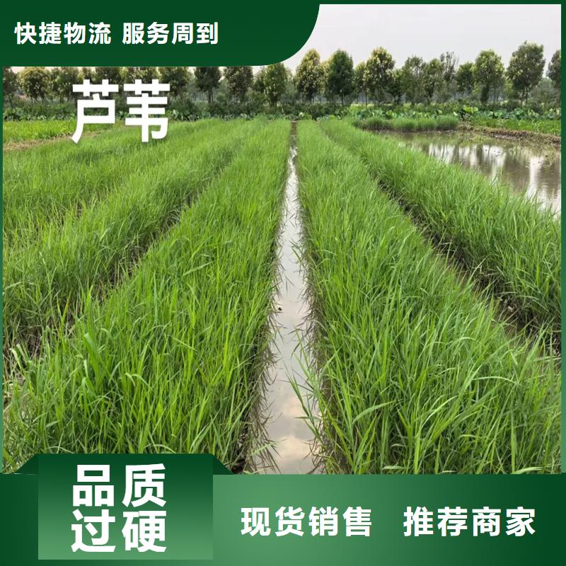 芦苇苗种植实力批发厂家