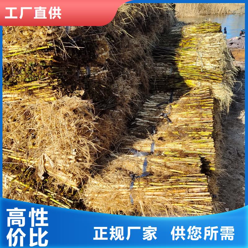芦苇苗净化水质芦苇苗诚信经营现货现发