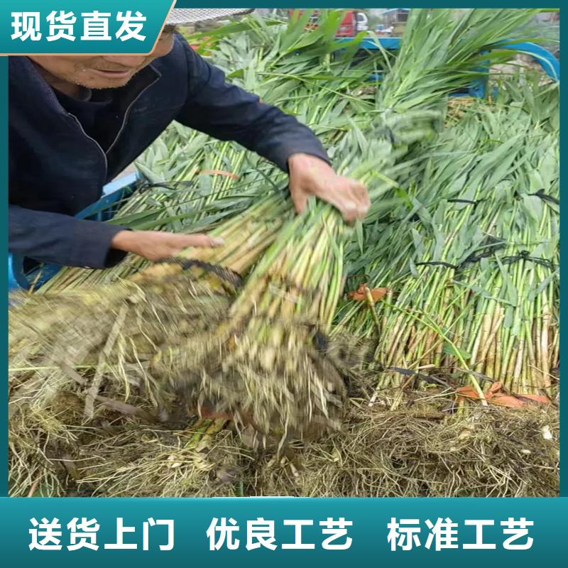 芦苇苗生态修复芦苇苗采购无忧