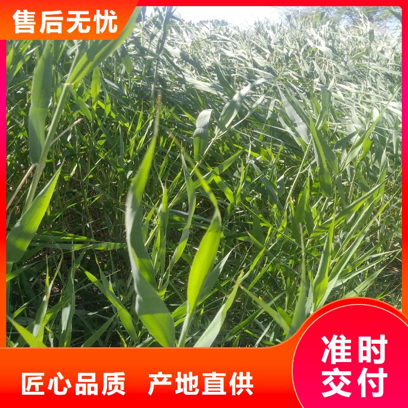 芦苇苗编织材料芦苇苗货到付款