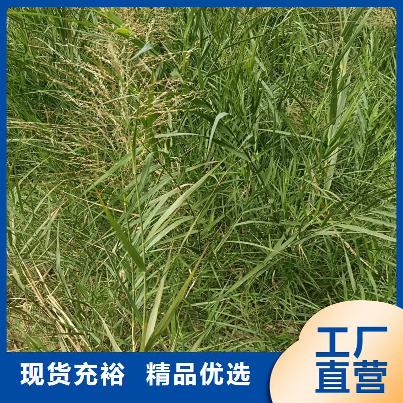 芦苇苗芦苇苗批发可接急单