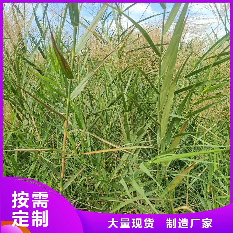 景观工程芦苇苗下单即生产