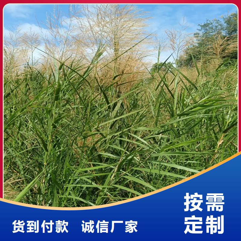 芦苇苗生态修复芦苇苗采购无忧