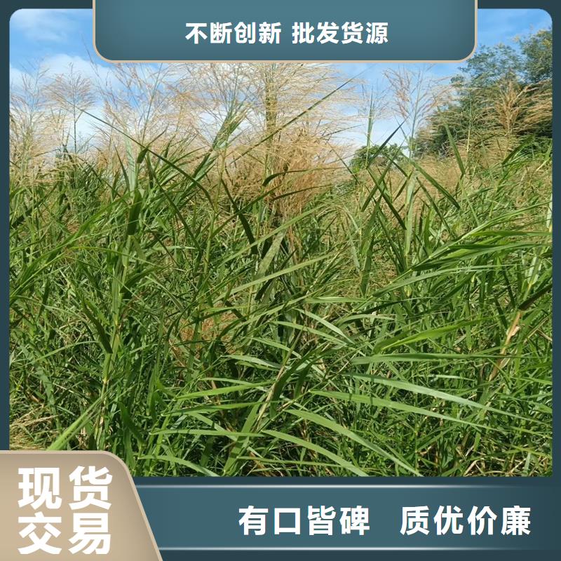 芦苇苗芦苇苗种植加工定制