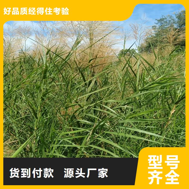 芦苇苗芦苇苗种植海量现货直销