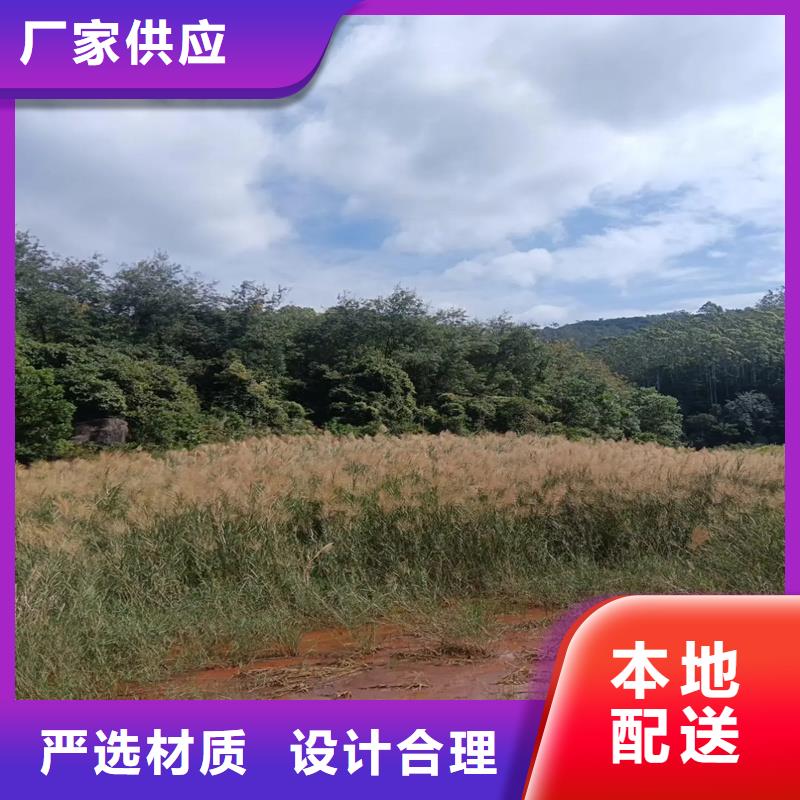 芦苇苗种植经验充足