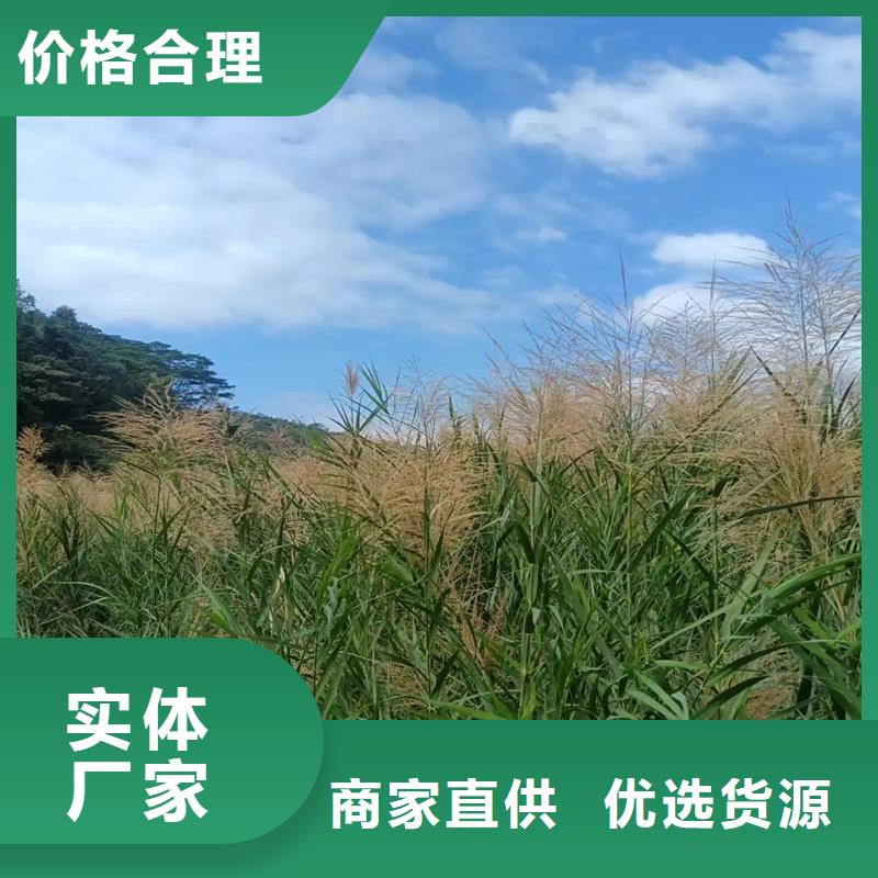 芦苇苗芦苇苗批发实体厂家