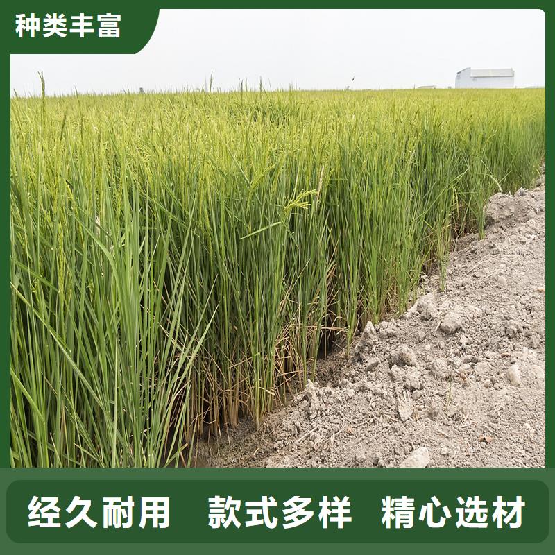 芦苇苗种植经验充足