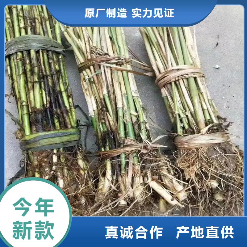 芦苇苗_饲料用芦苇苗N年生产经验