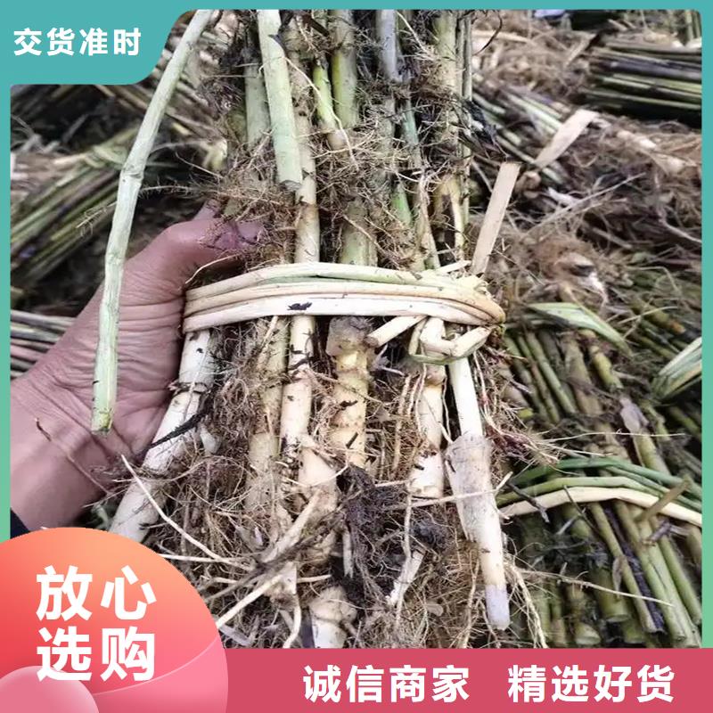 芦苇苗厂家-价格低